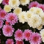 bouquets de chrysanthème de couleur rose et blanc