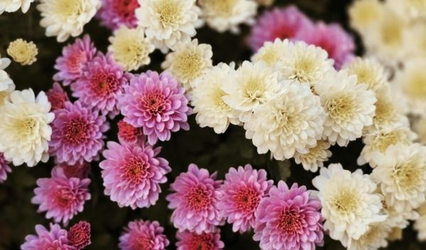Générique Chrysanthèmes Artificiels Pour Extérieur - Lot De 10